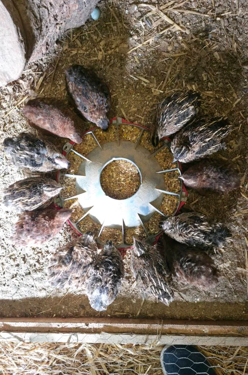 Quail - Point of lay hens - Image 1