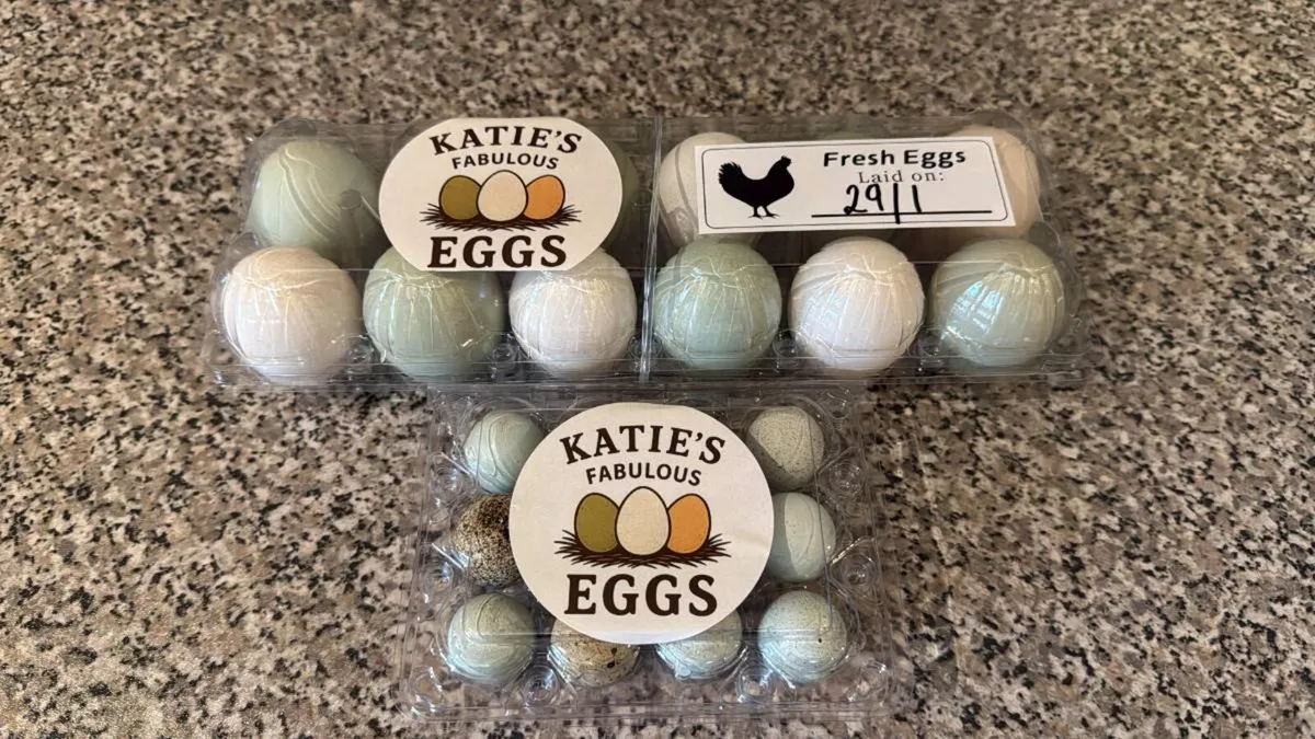 Quail - Point of lay hens - Image 4