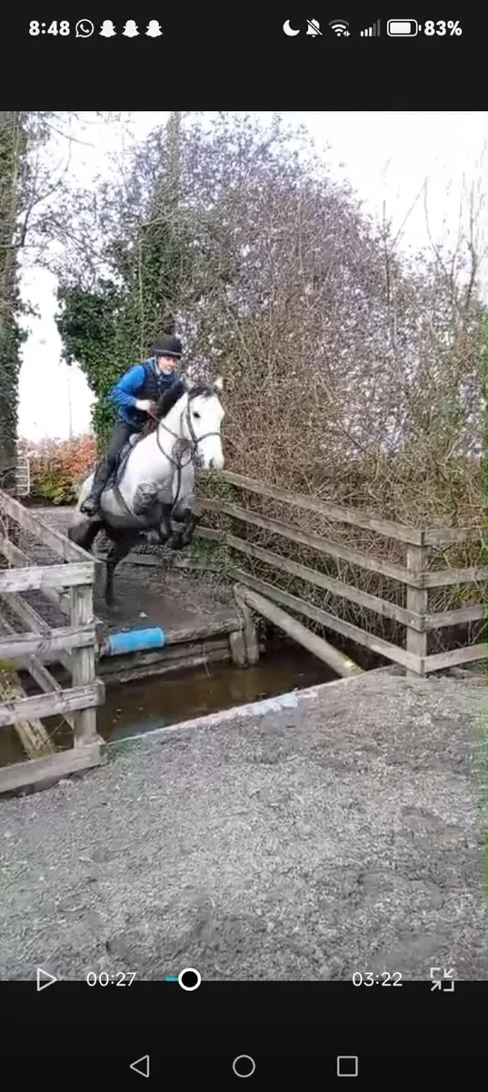 Registered Connemara Mare - Image 1