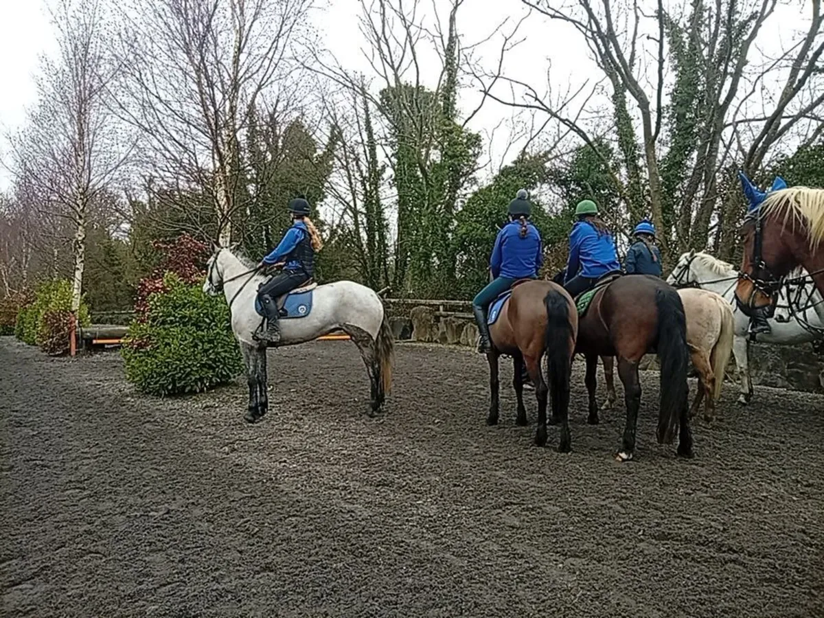 Registered Connemara Mare - Image 4