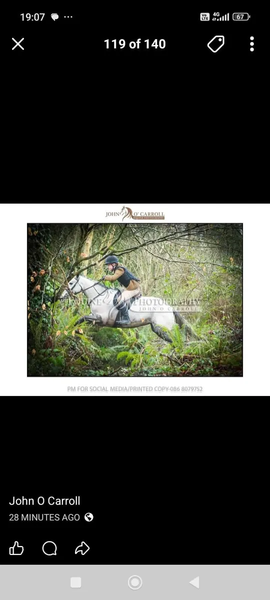 Registered Connemara Mare - Image 2