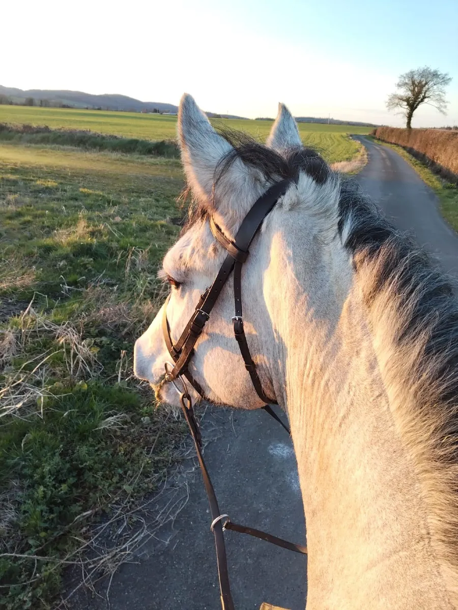Registered Connemara Mare - Image 3