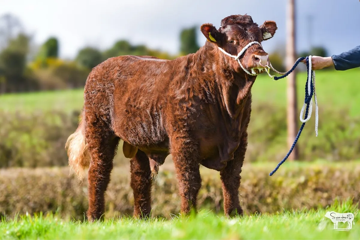 Salers bull - Image 2