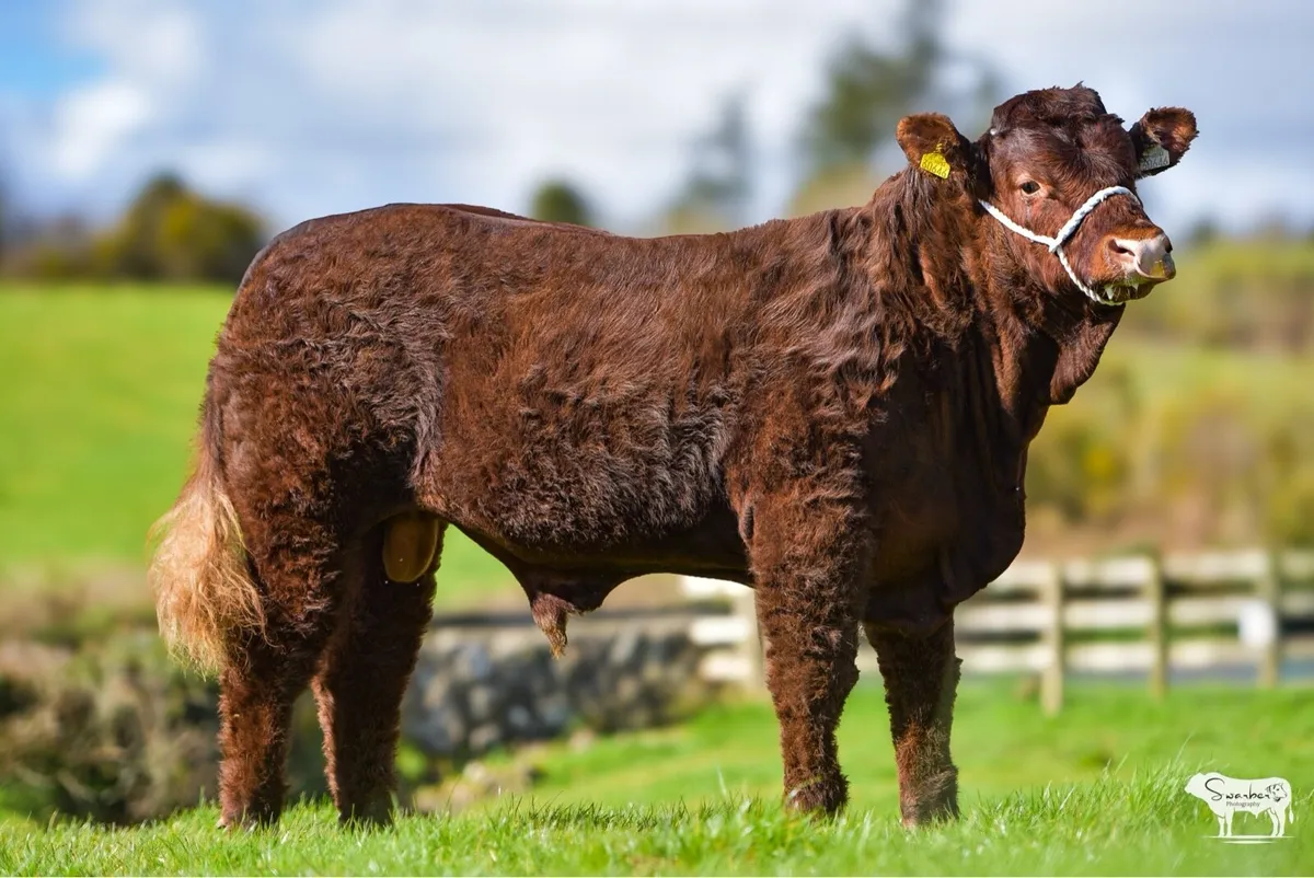 Salers bull - Image 1