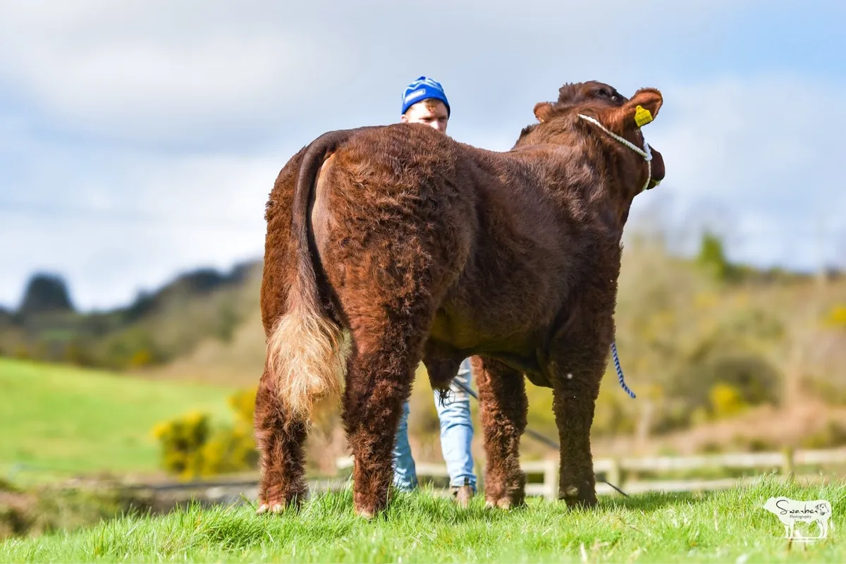 Salers bull - Image 4