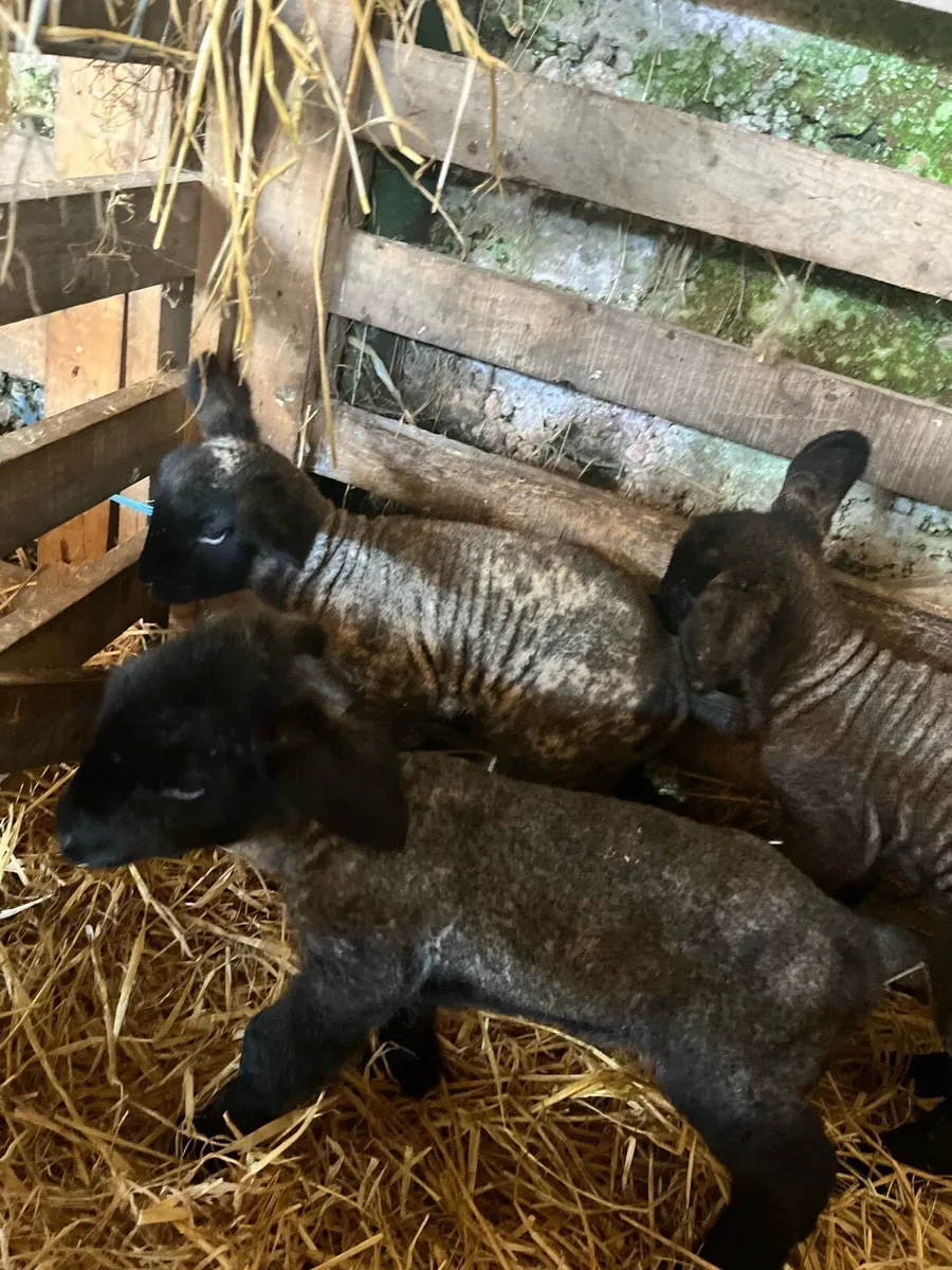 Pet lambs - Image 1