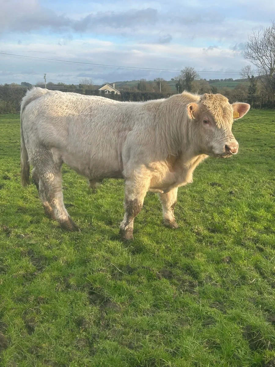 Charolais Bull - Image 2