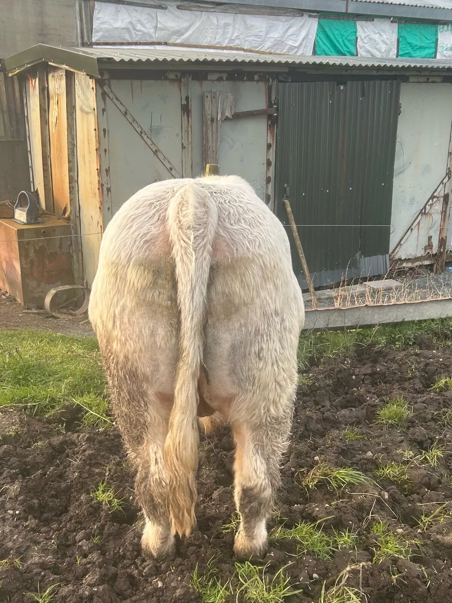 Charolais Bull - Image 3