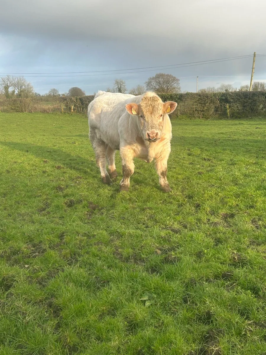 Charolais Bull - Image 1