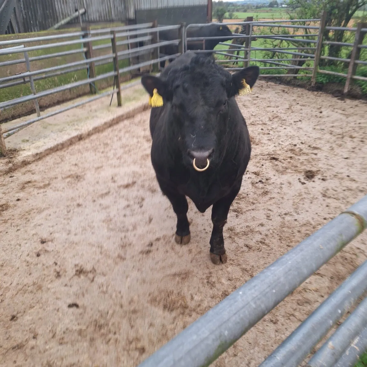 Pedigree Angus Bulls - Image 1