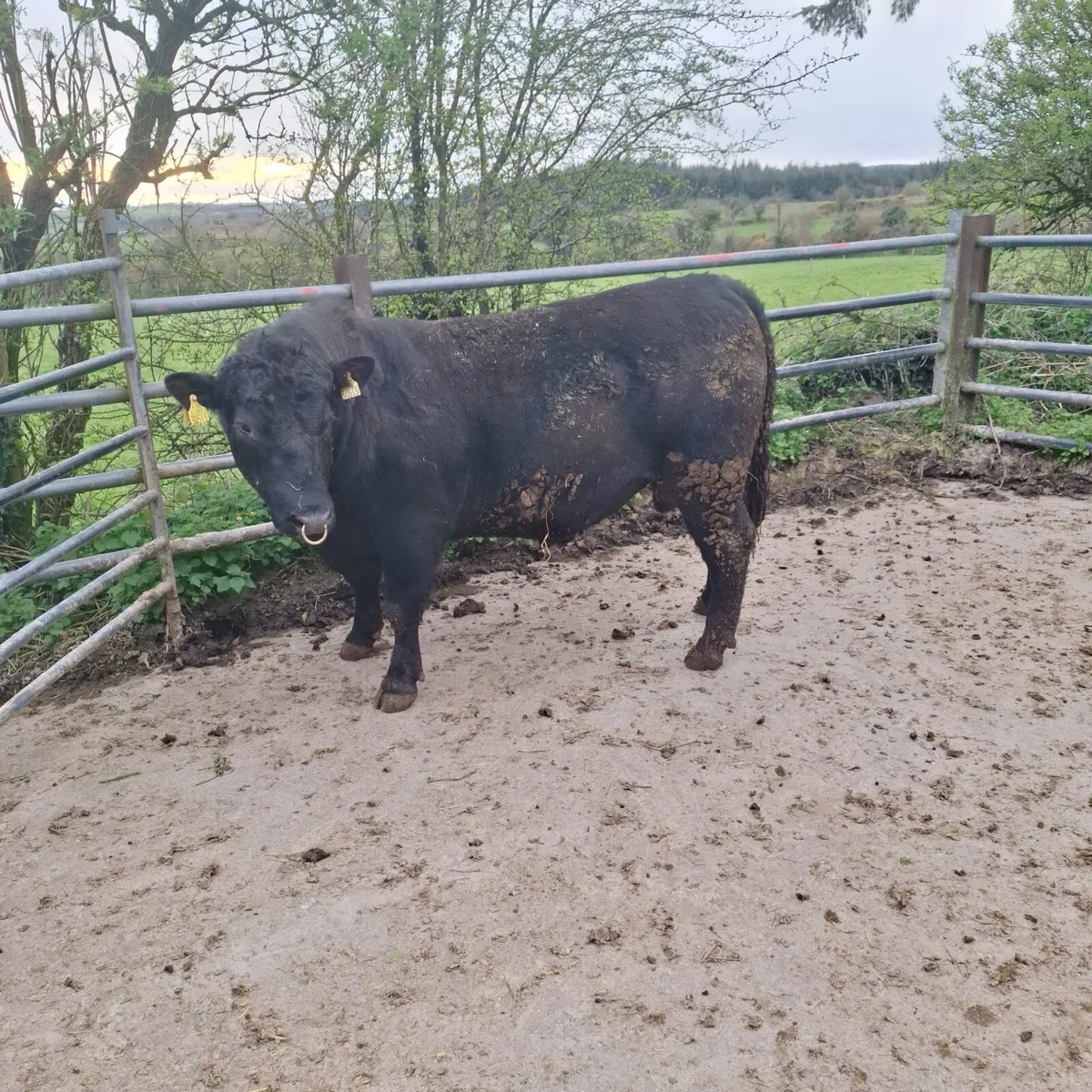 Pedigree Angus Bulls - Image 2