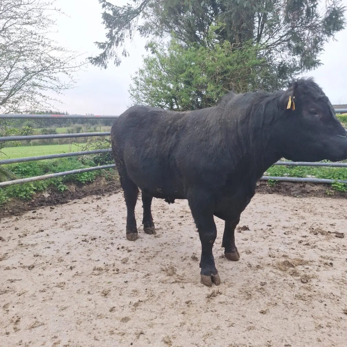 Pedigree Angus Bulls - Image 3