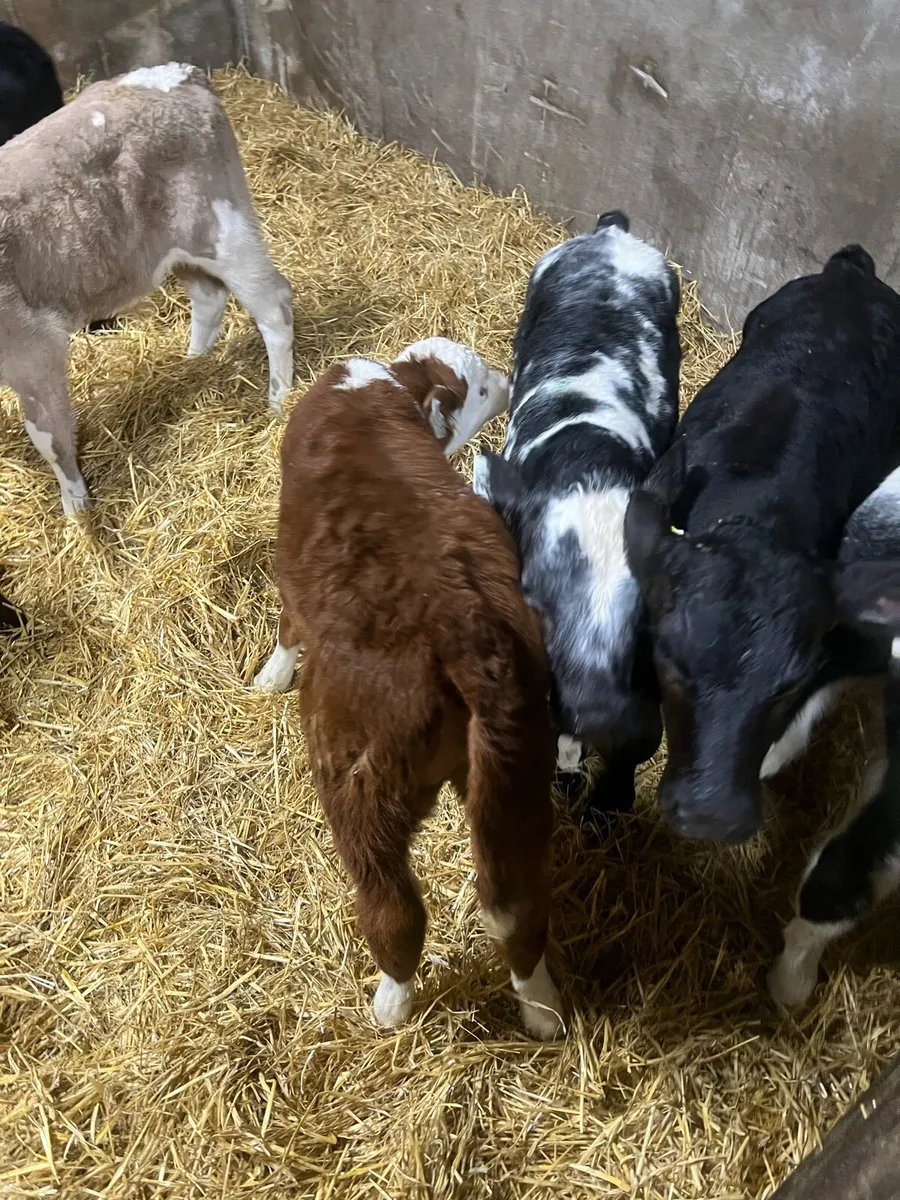 Continental bull calfs for sale - Image 3