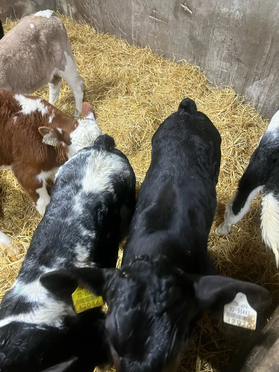 Continental bull calfs for sale - Image 1