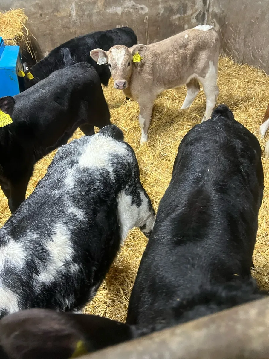 Continental bull calfs for sale - Image 4