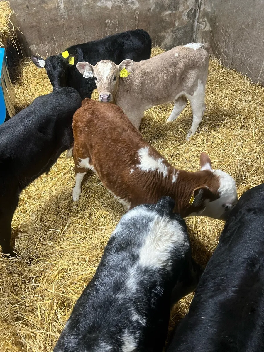Continental bull calfs for sale - Image 2