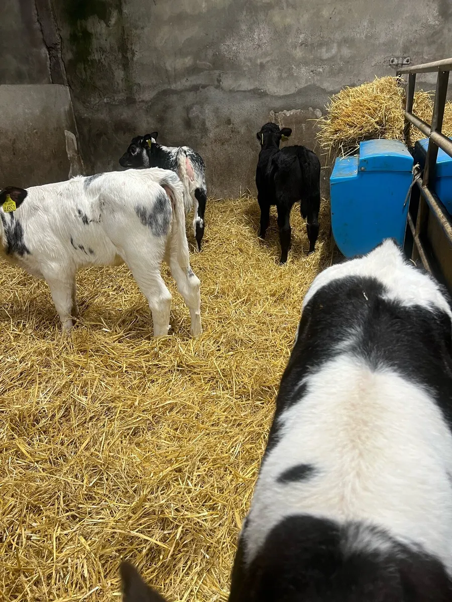 BB heifer calf’s for sale - Image 1