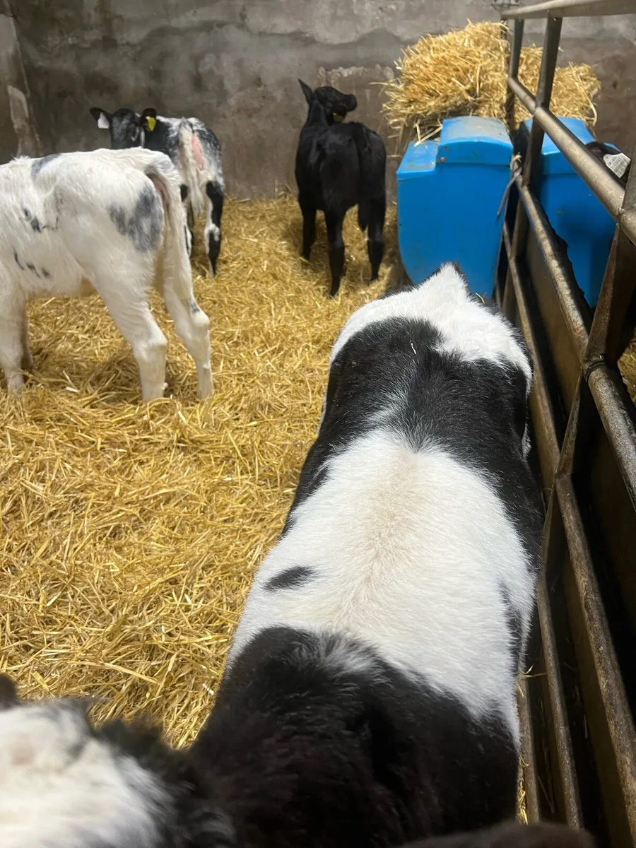 BB heifer calf’s for sale - Image 2