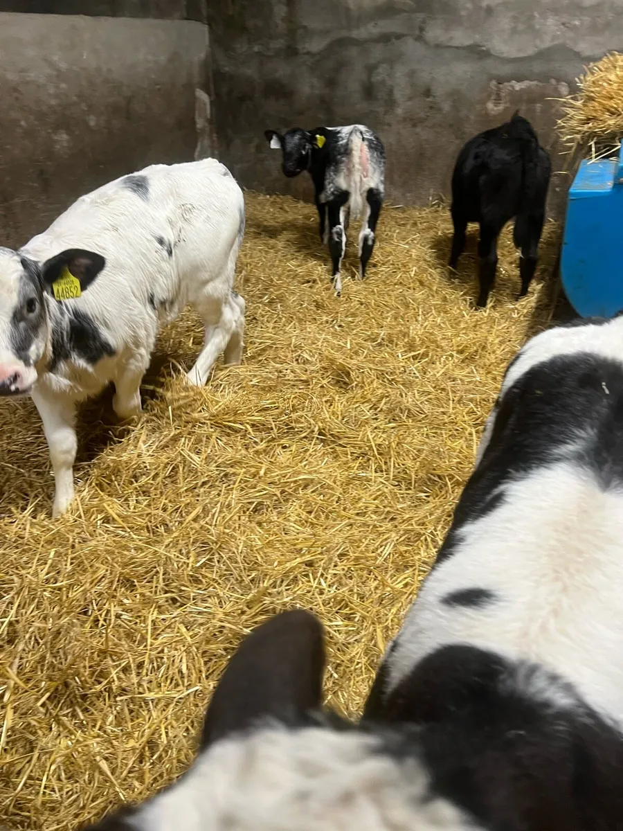 BB heifer calf’s for sale - Image 3