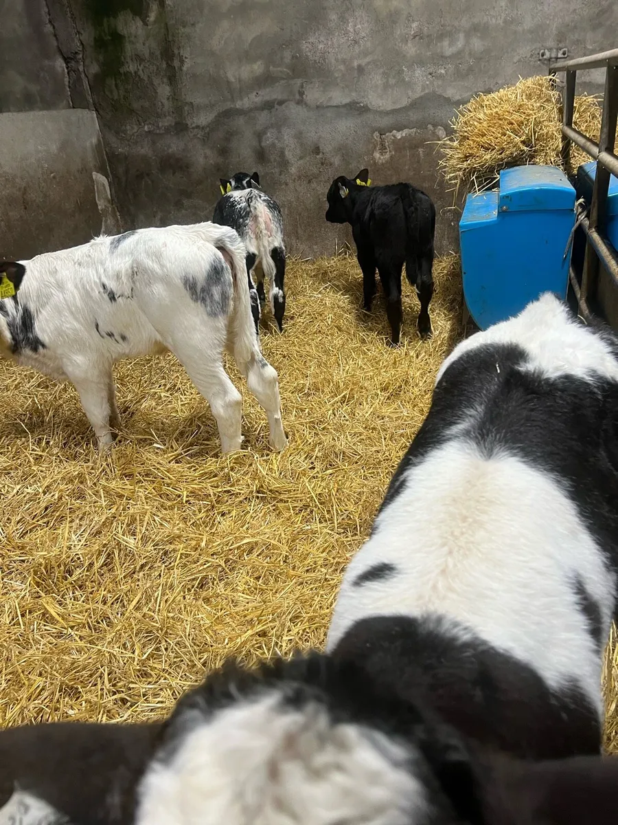 BB heifer calf’s for sale - Image 4