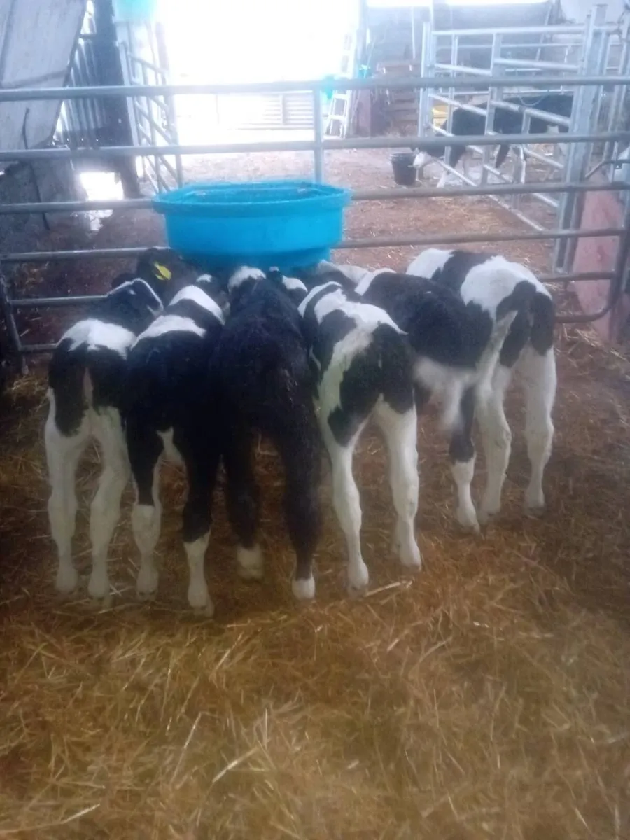 Friesian bull calves for sale - Image 3
