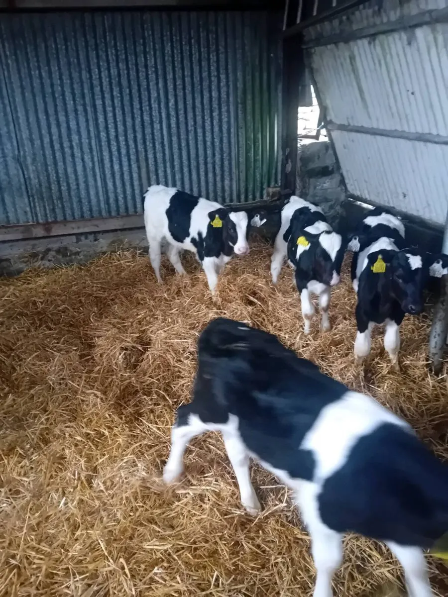 Friesian bull calves for sale - Image 4