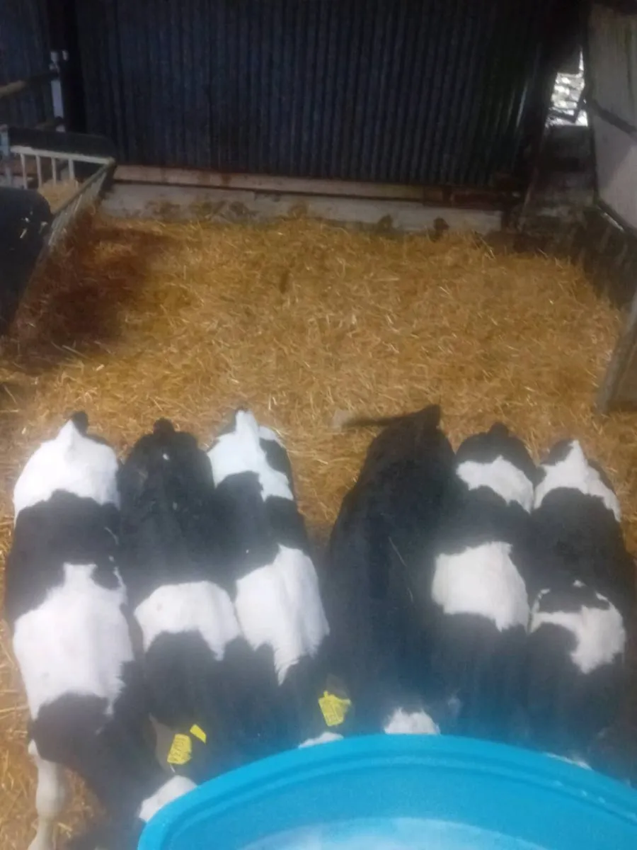 Friesian bull calves for sale - Image 1