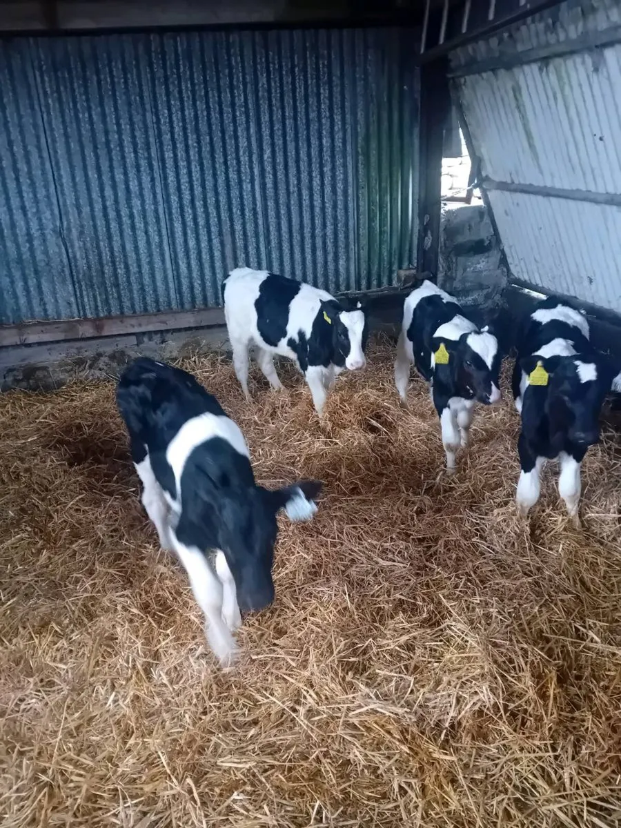 Friesian bull calves for sale - Image 2