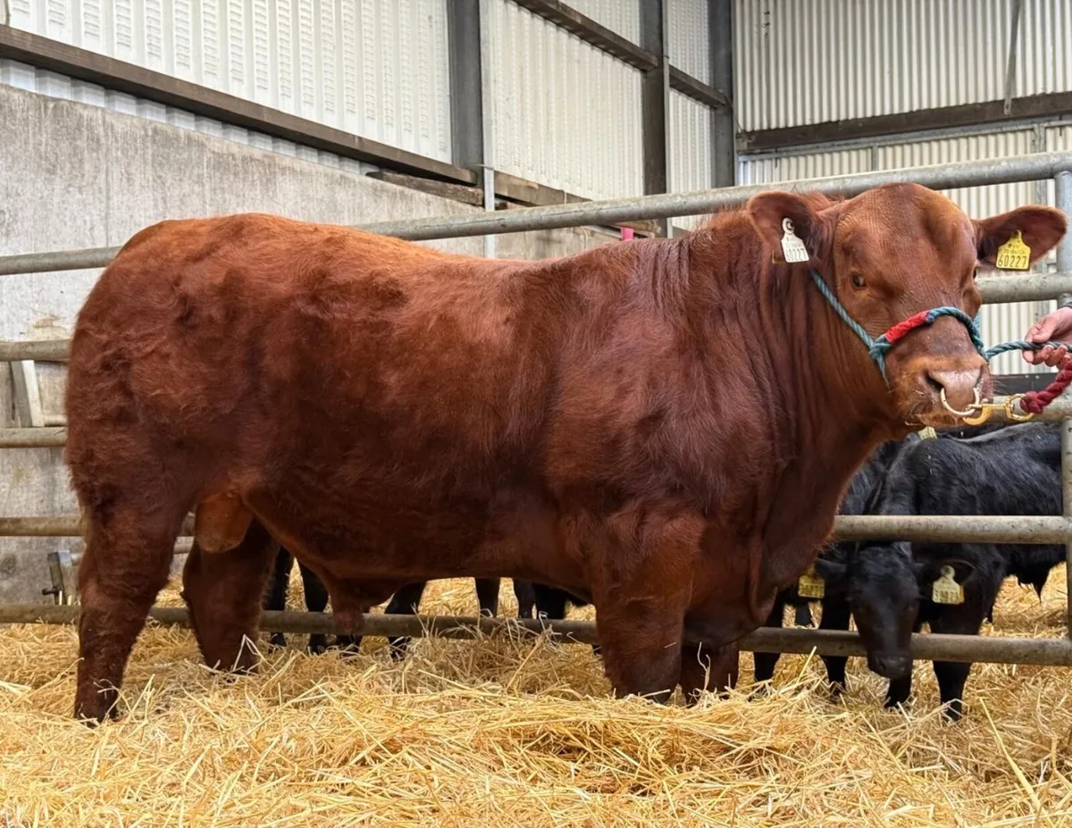 Red Angus Bull for sale in Carrick 4th April - Image 1