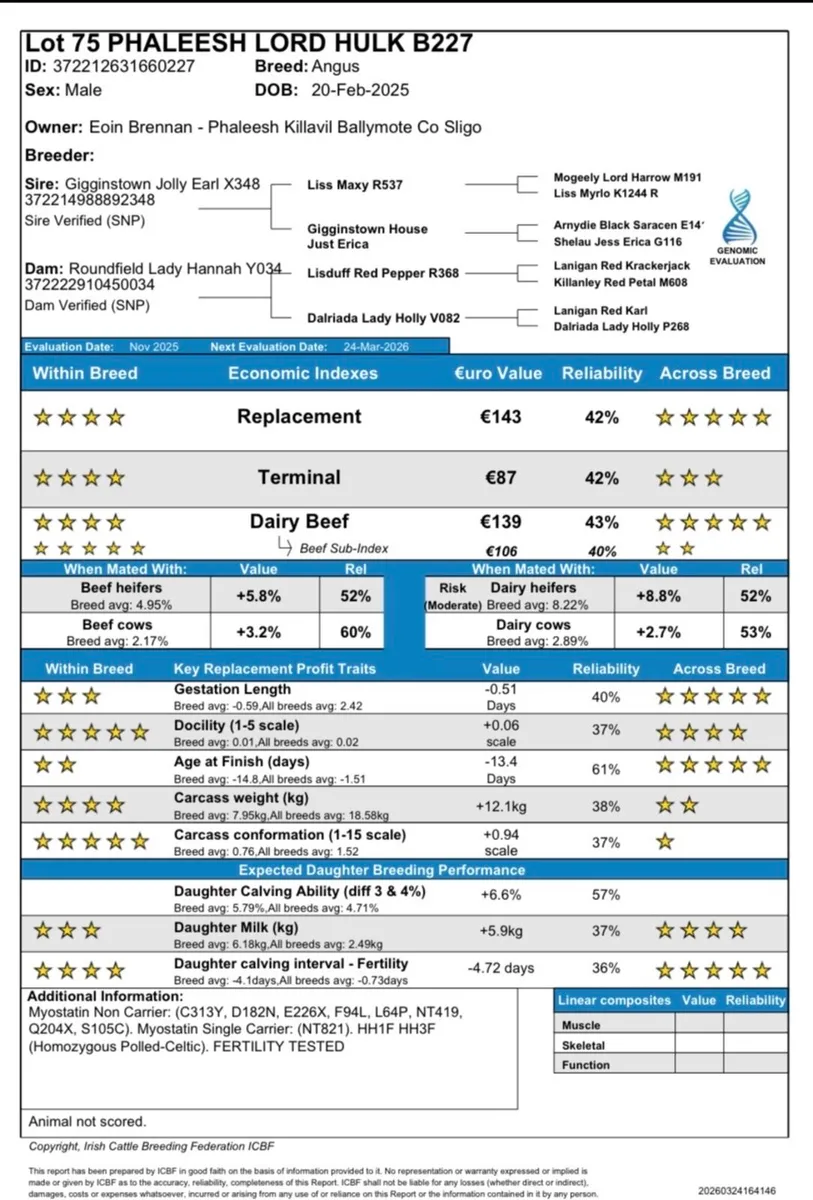 Red Angus Bull for sale in Carrick 4th April - Image 2