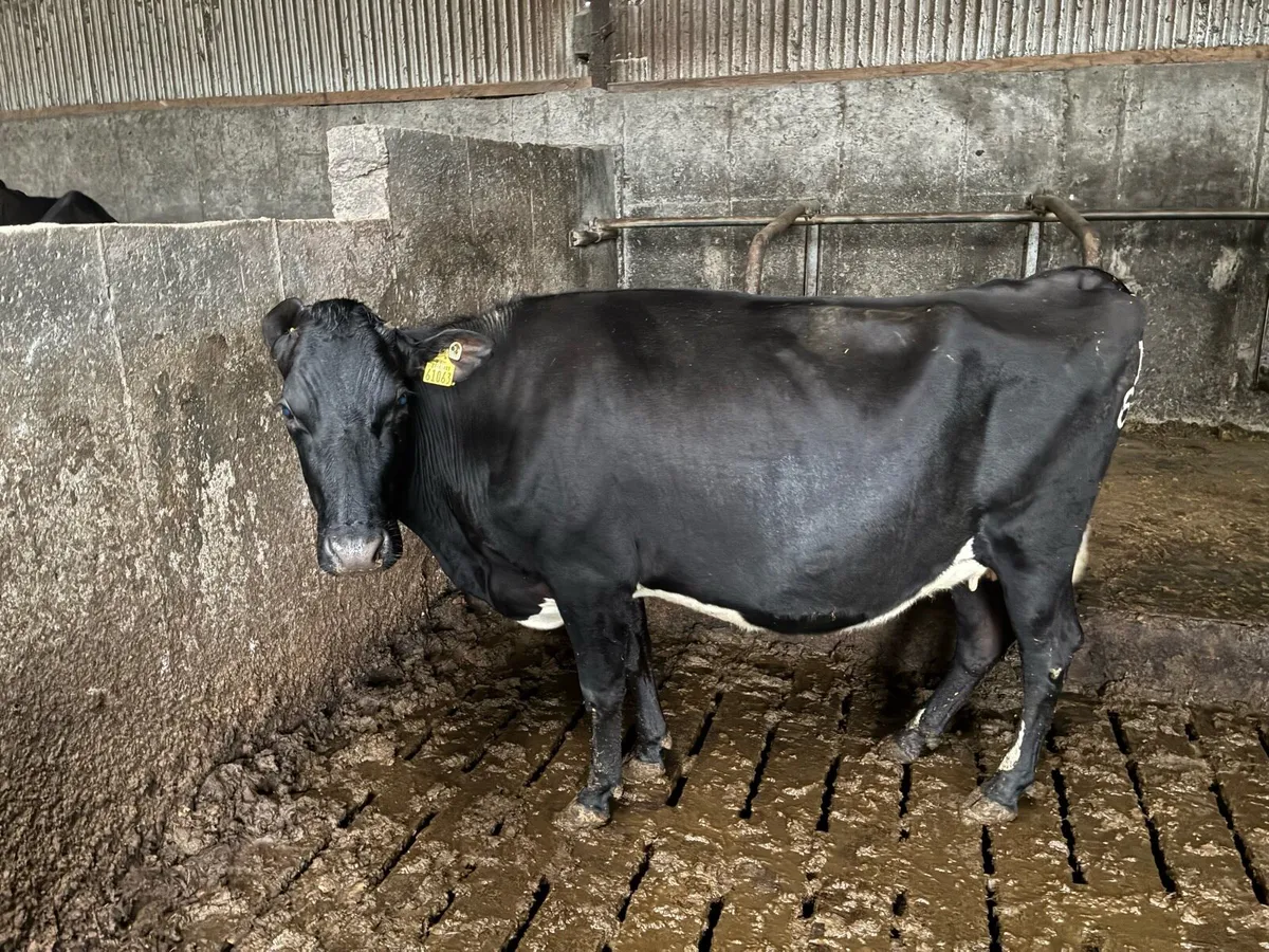 15 frx/jex April calveing cows - Image 1