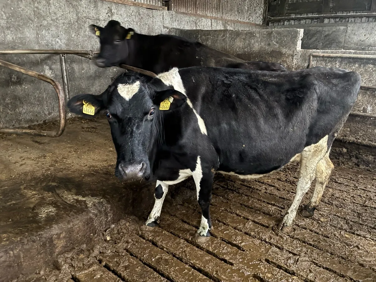 15 frx/jex April calveing cows - Image 3