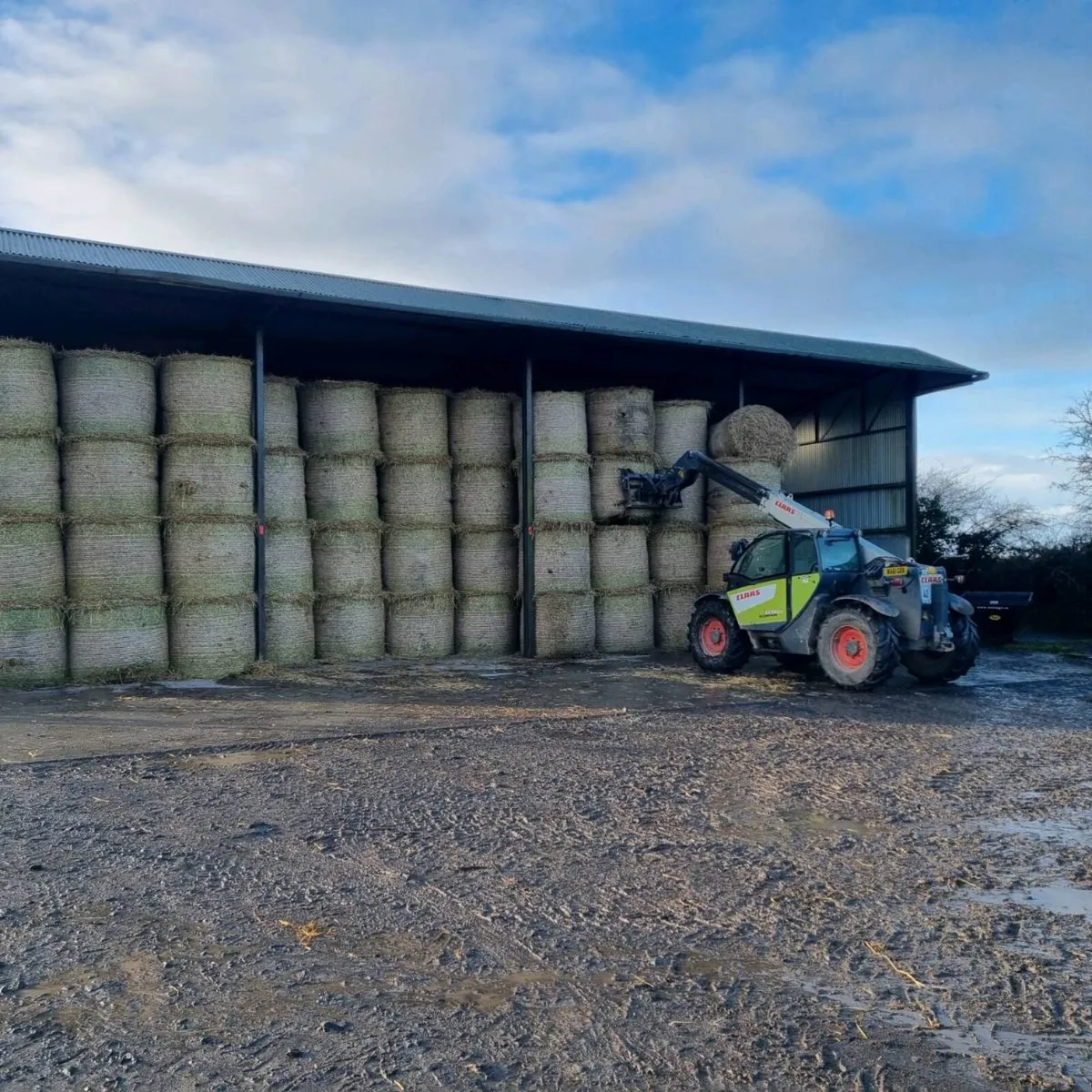 Barley straw - Image 2