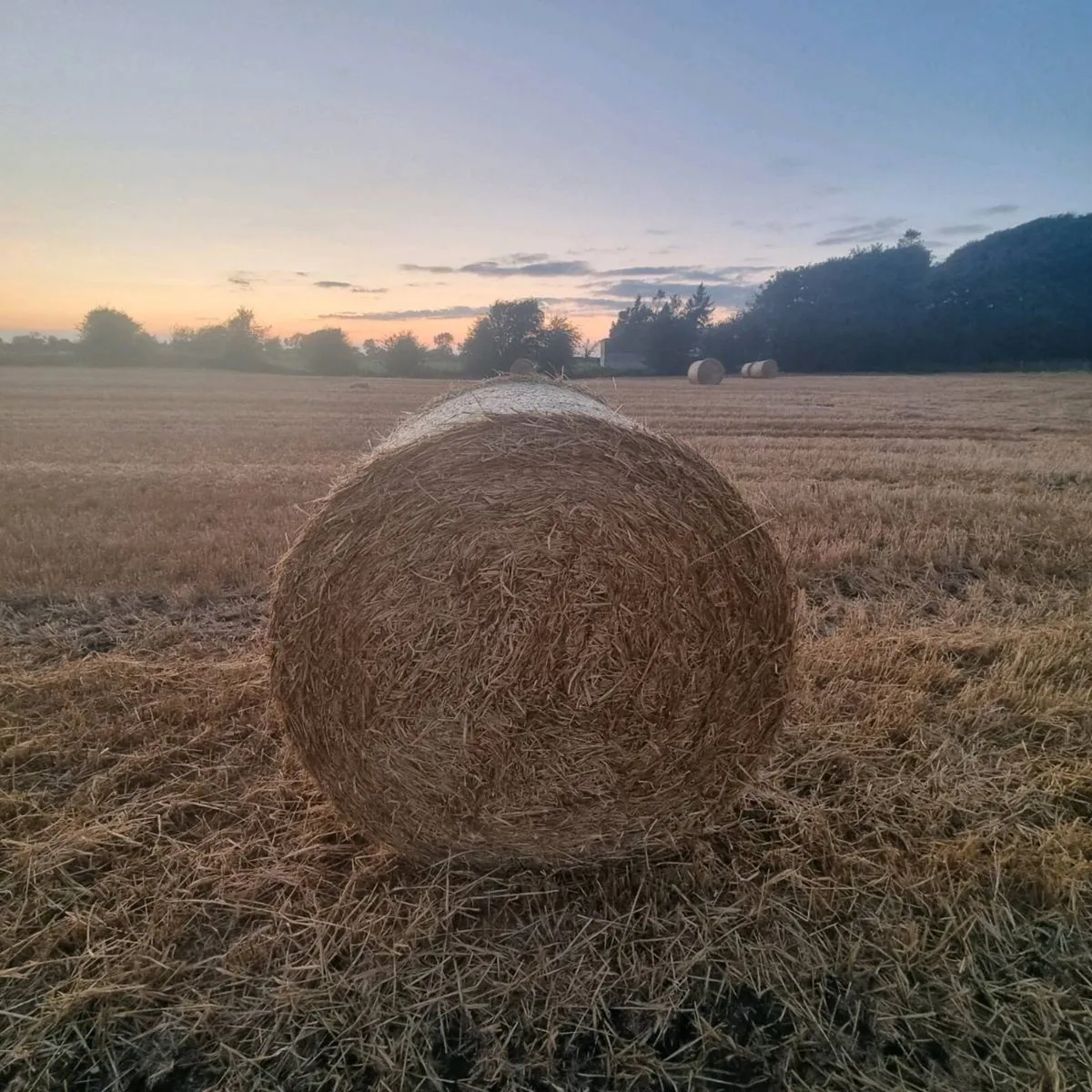 Barley straw - Image 3