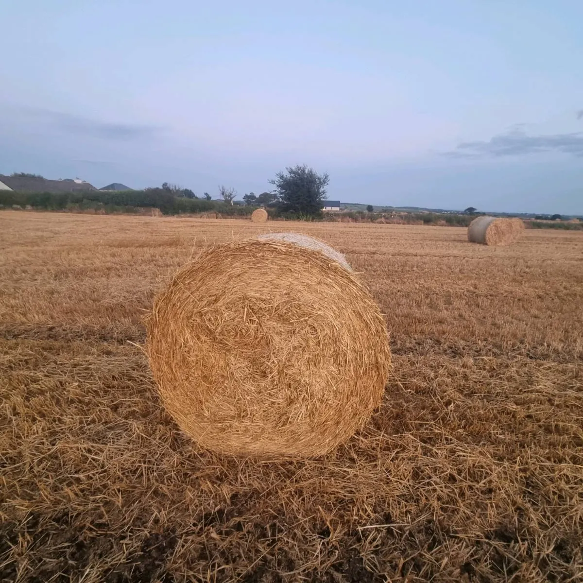 Barley straw - Image 4