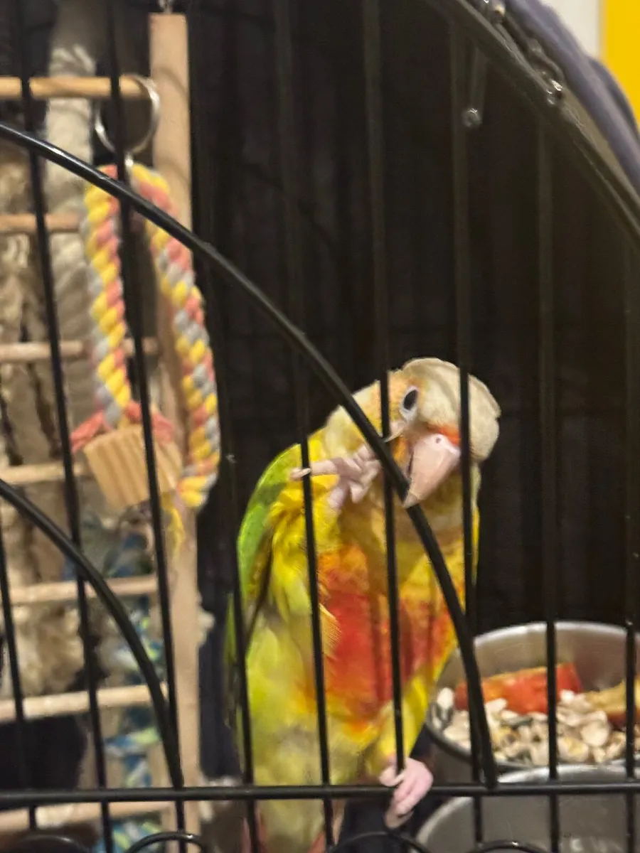 Pineapple conure - Image 1