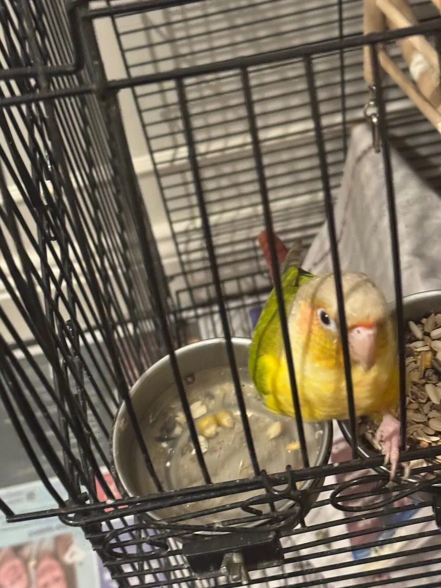 Pineapple conure - Image 2