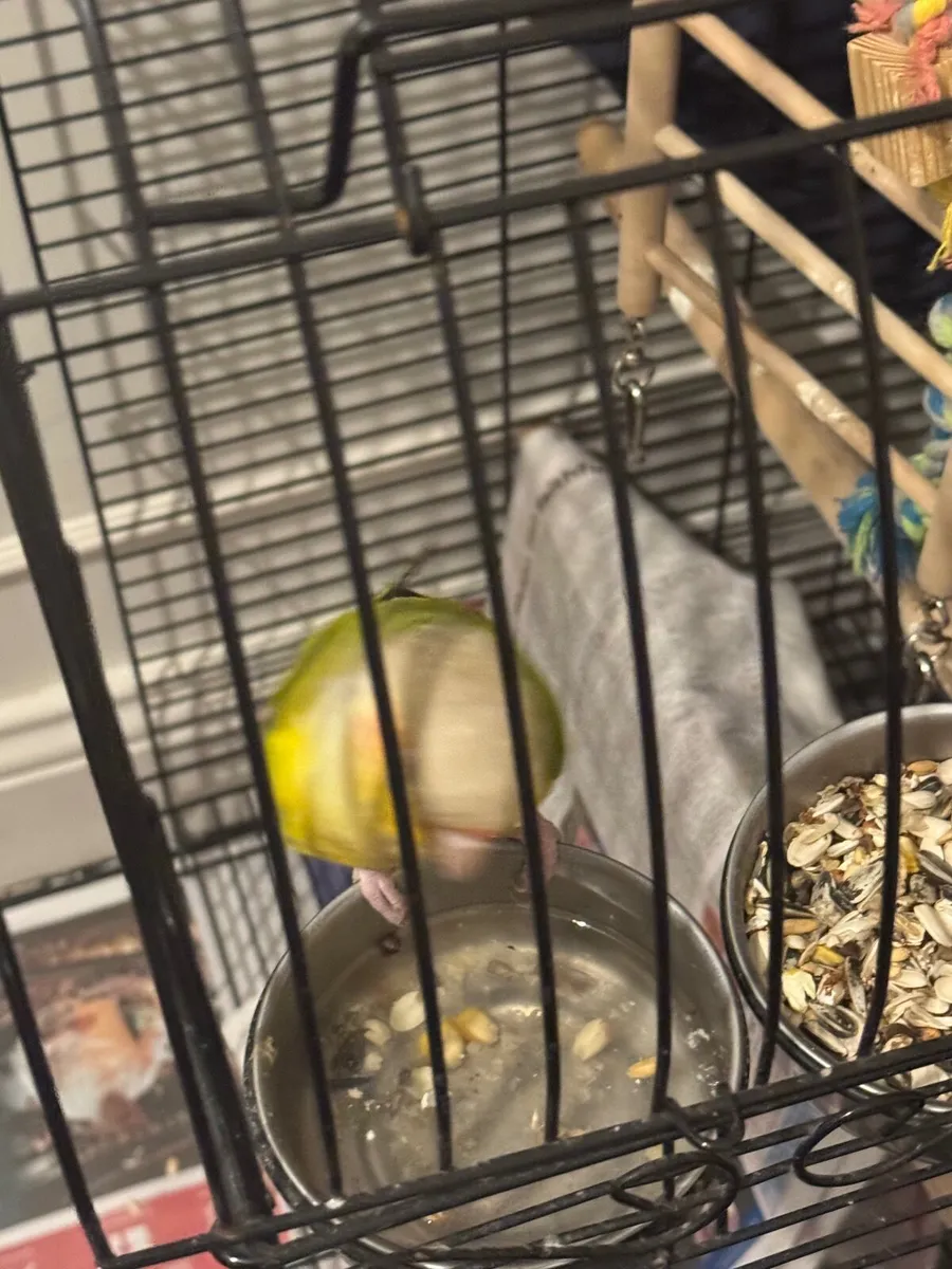 Pineapple conure - Image 3