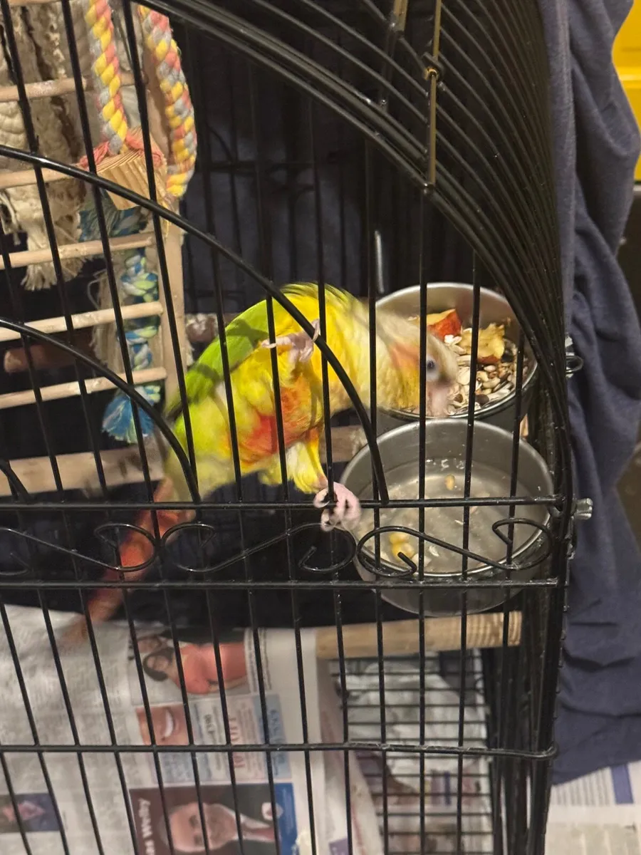 Pineapple conure - Image 4