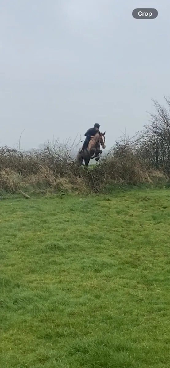 Great hunter/allrounder - Image 1