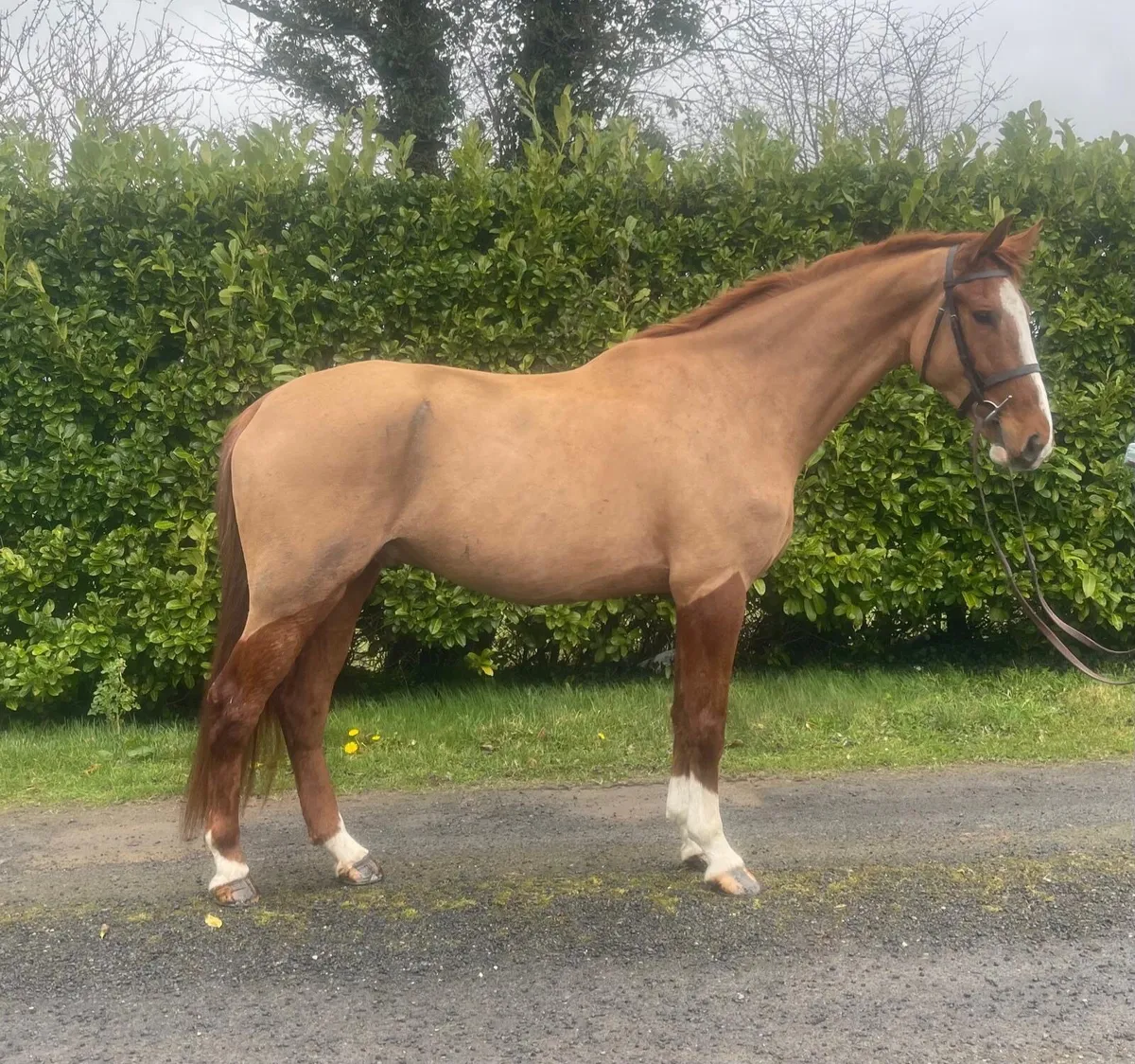 Great hunter/allrounder - Image 2