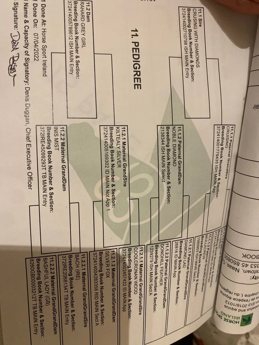 Great hunter/allrounder - Image 3