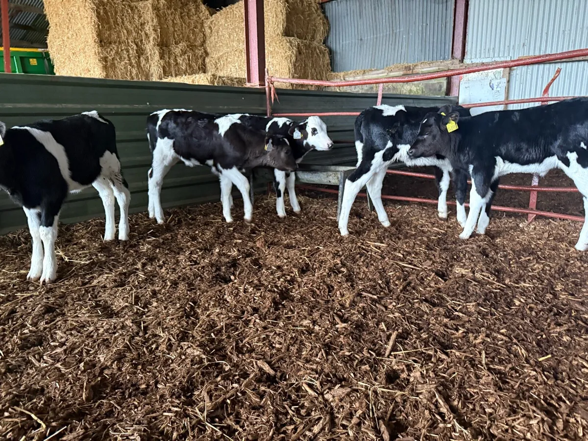 AI Fr Calves - Image 1