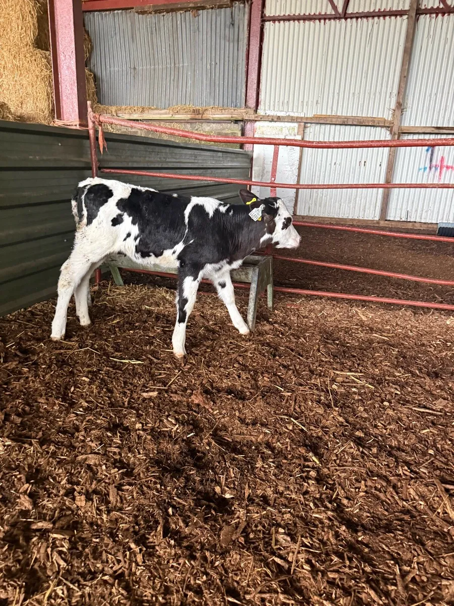 AI Fr Calves - Image 2