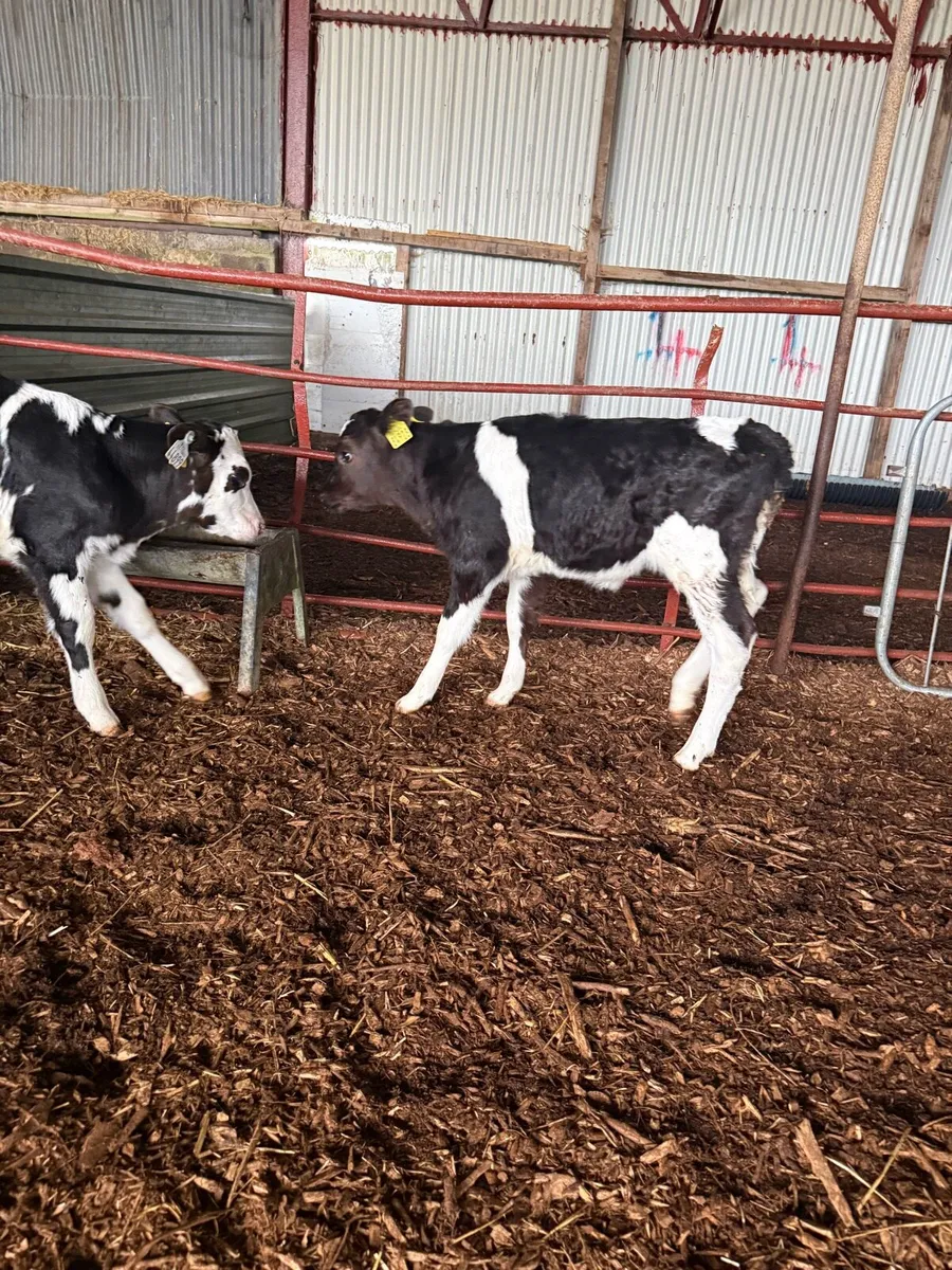 AI Fr Calves - Image 3