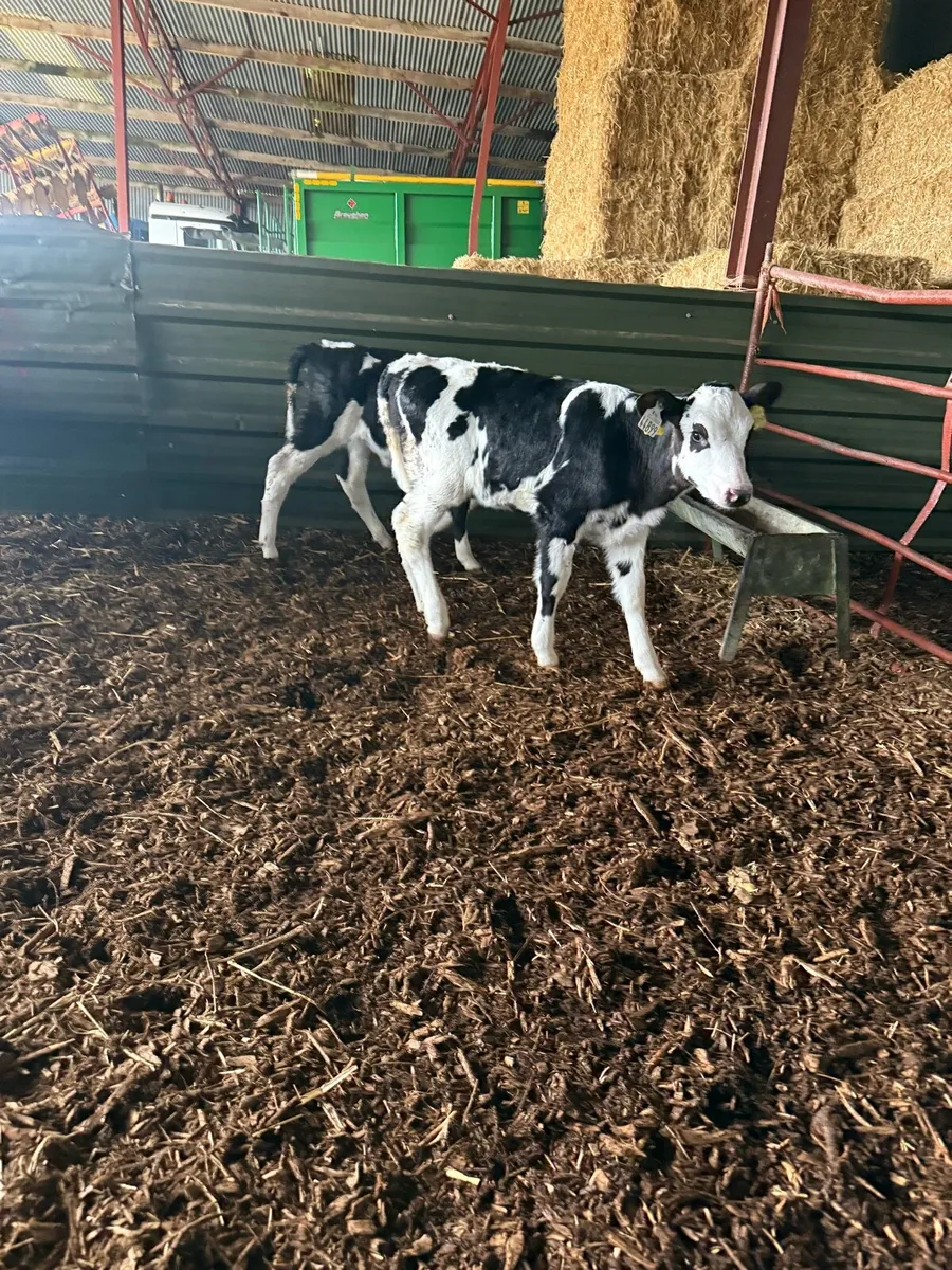 AI Fr Calves - Image 4