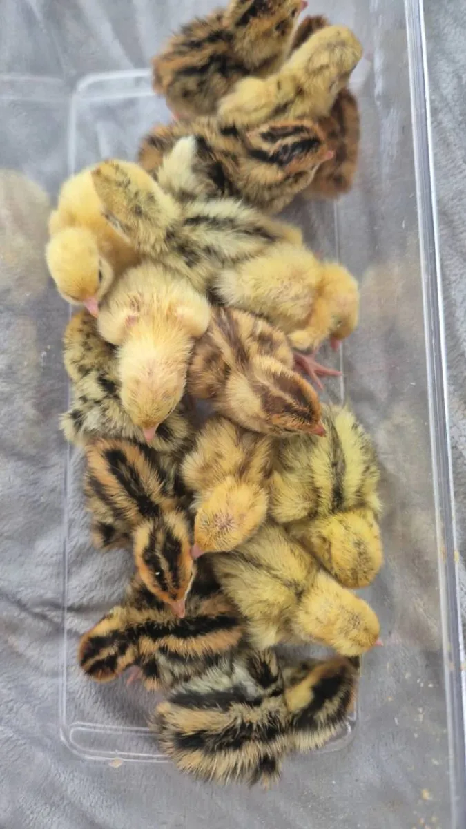 Selection of poultry - Image 4