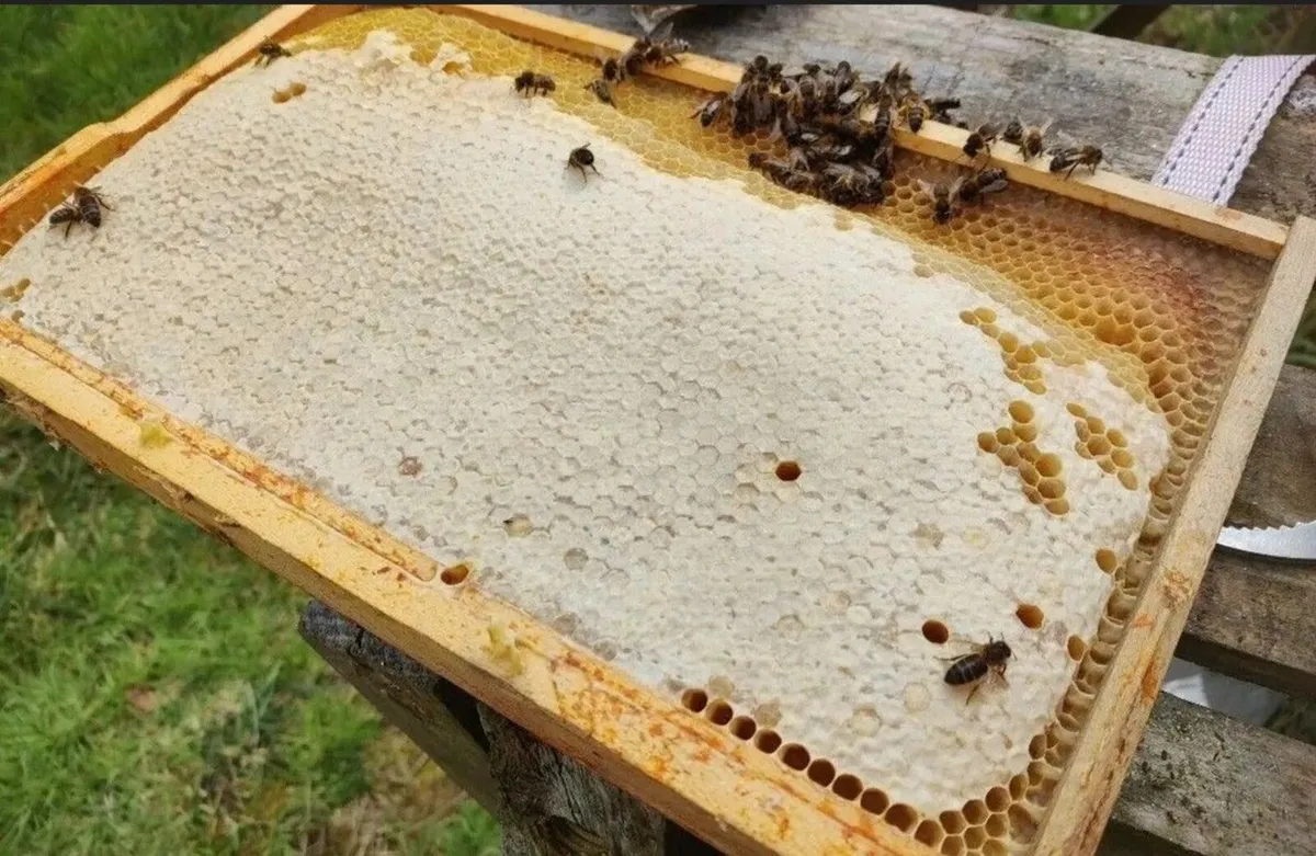 AMM Nuc For Sale - Image 3