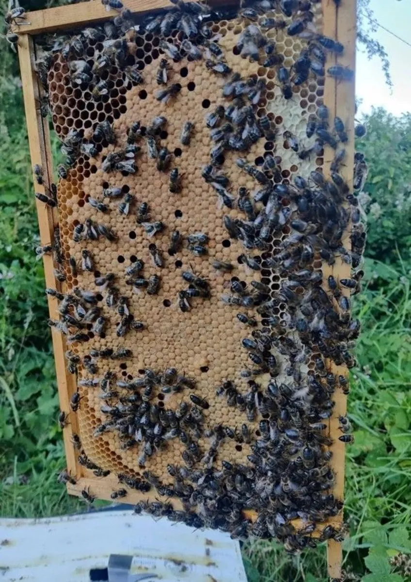 AMM Nuc For Sale - Image 4