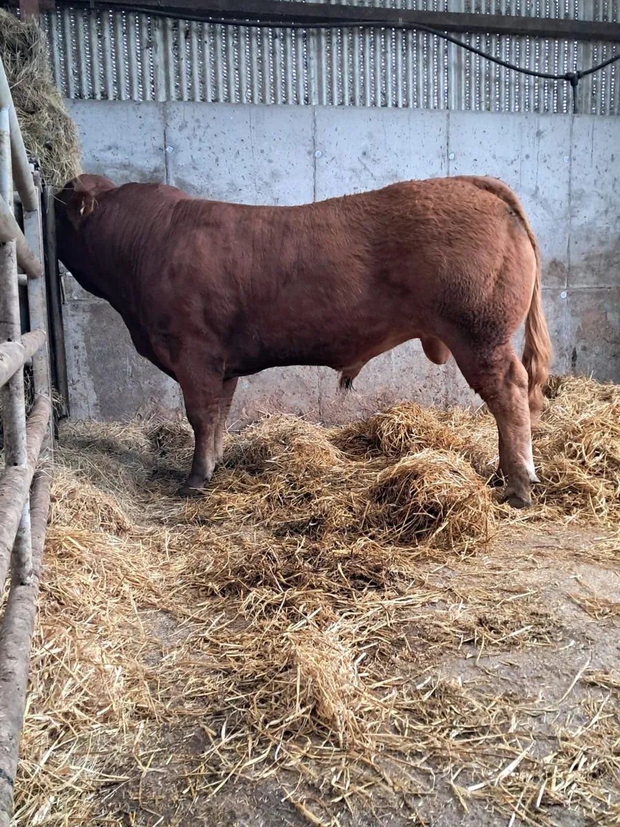 Limousin bulls - Image 3
